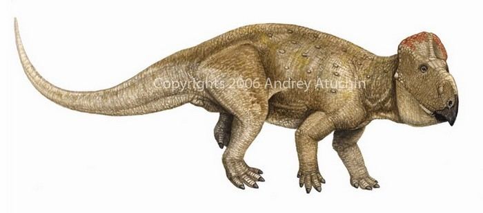 Udanoceratops Udanoceratops Pictures amp Facts The Dinosaur Database