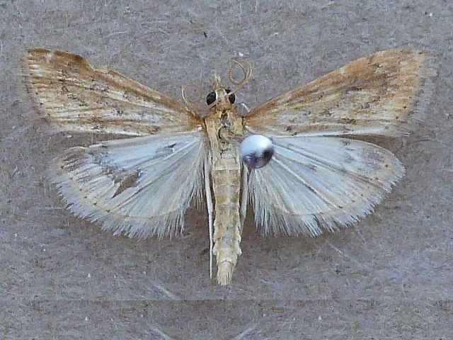 Udea ferrugalis Udea ferrugalis African Moths