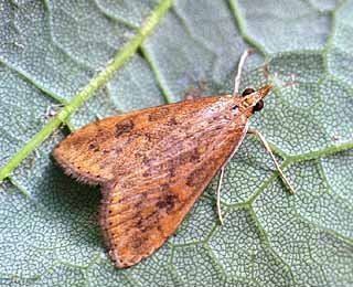 Udea ferrugalis Rusty Dot Pearl Udea ferrugalis UKMoths