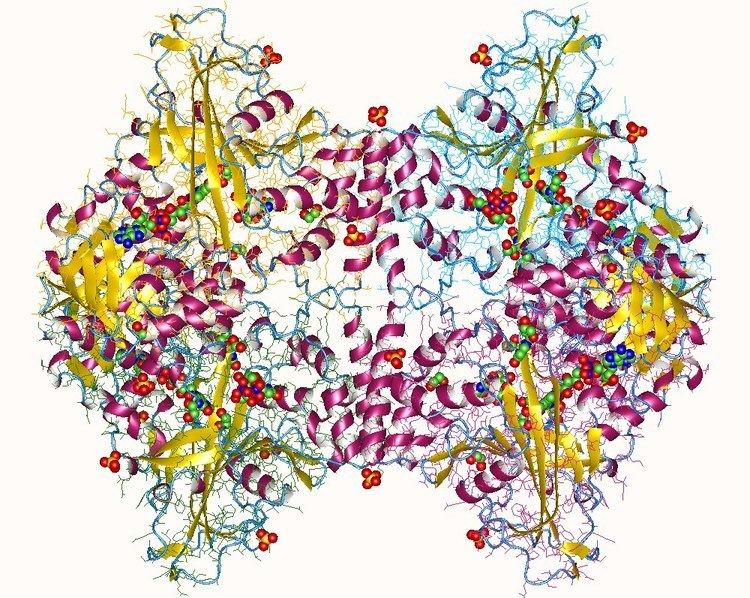 UDP-galactopyranose mutase