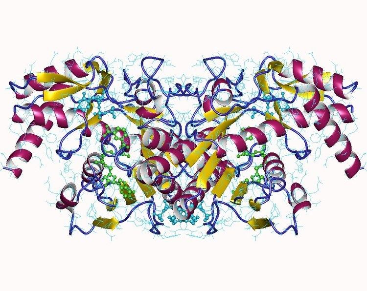 UDP-glucuronate decarboxylase