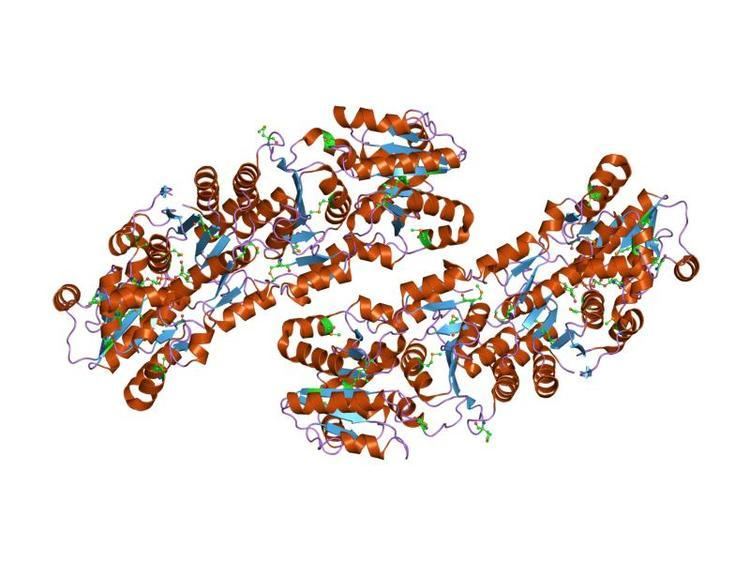 UDP-N-acetylglucosamine 2-epimerase