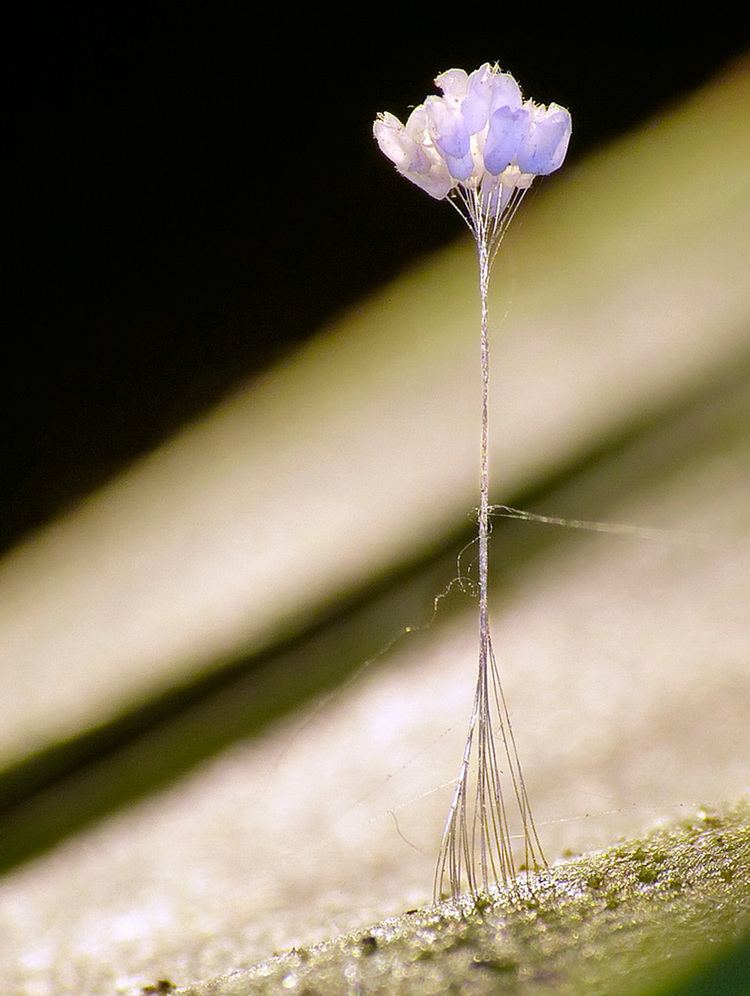 Udumbara (Buddhism) mesosyncomallegedFlower06jpg