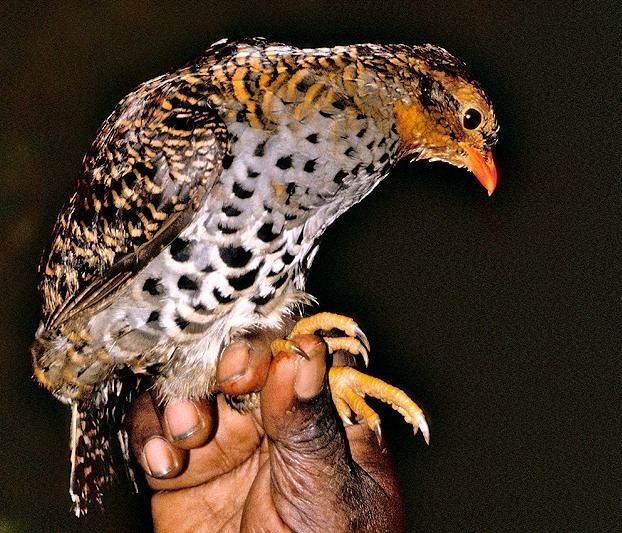 Udzungwa forest partridge Udzungwa Partridge