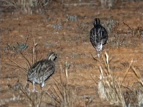 Udzungwa forest partridge More on Xenoperdix udzungwensis Udzungwa Forest Partridge