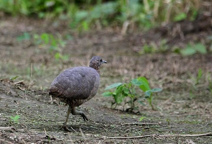 Udzungwa forest partridge animalialifeclubdataimagesudzungwaforestpar