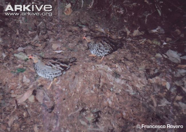 Udzungwa forest partridge Udzungwa forestpartridge photo Xenoperdix udzungwensis G73709