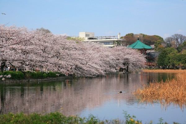 Ueno The Top 3 Things To Do in Ueno Tokyo Japan Travel Tourism