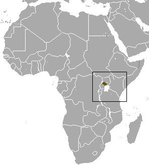 Ugandan lowland shrew