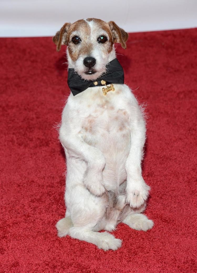 Uggie Uggie the dog from 39The Artist39 dies at 13