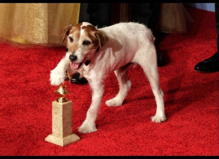 Uggie Uggie The Dog Starred In 39The Artist39 Has Died At 13 Highlight