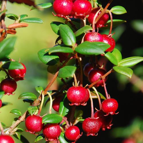 Ugni MYRTUS UGNI SEEDS Ugni molinae Eugenia ugni Chilean Guava