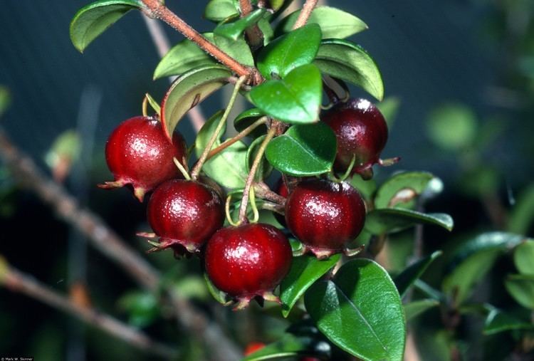 Ugni Plants Profile for Ugni molinae Chilean guava