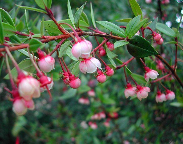 Ugni Chilean Guava Ugni molinae Myrtus ugni