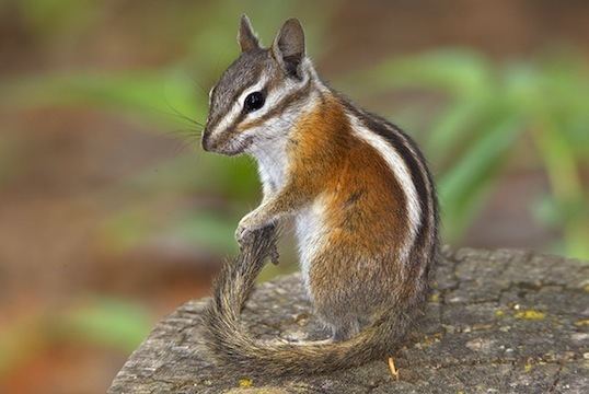 Uinta chipmunk photographs by Mark Chappell
