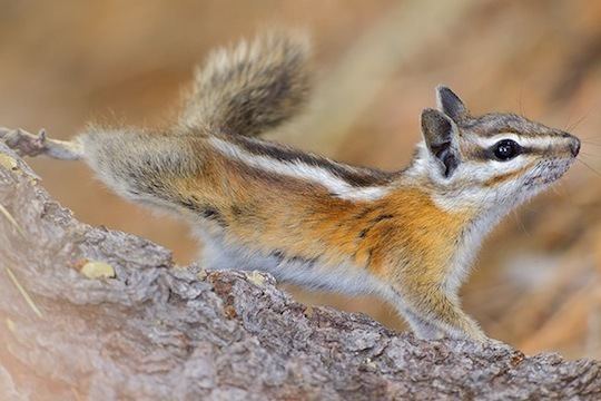 Uinta chipmunk photographs by Mark Chappell