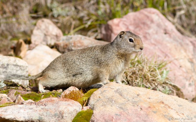 Uinta ground squirrel May Prey Uinta Ground Squirrel Wild Lens