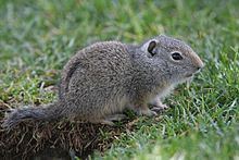 Uinta ground squirrel httpsuploadwikimediaorgwikipediacommonsthu
