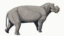 Uintatherium httpsuploadwikimediaorgwikipediacommonsthu