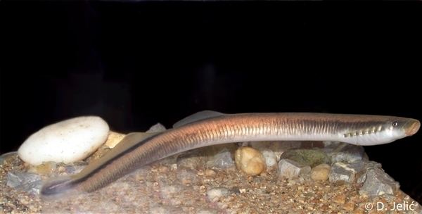 Ukrainian brook lamprey enfoagtbmehudrupalsitesdefaultfilesDunai2