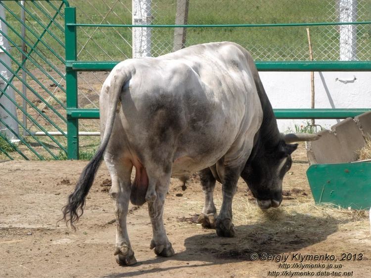 Ukrainian Grey cattle sergklymenkonarodruOtherWorldPhotoUkraineAs
