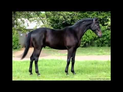 Ukrainian Riding Horse Ukrainian Riding Horses photo present for horse lovers YouTube