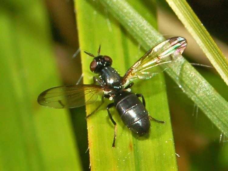 Ulidiidae Ulidiidae Wikipdia