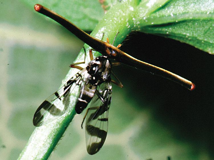 Ulidiidae Ulidiidae Zurqui AllDiptera Biodiversity Inventory