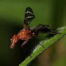 Ulidiidae httpsuploadwikimediaorgwikipediacommonsthu