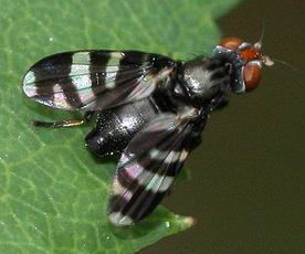 Ulidiidae Ulidiidae Picturewinged flies NatureSpot