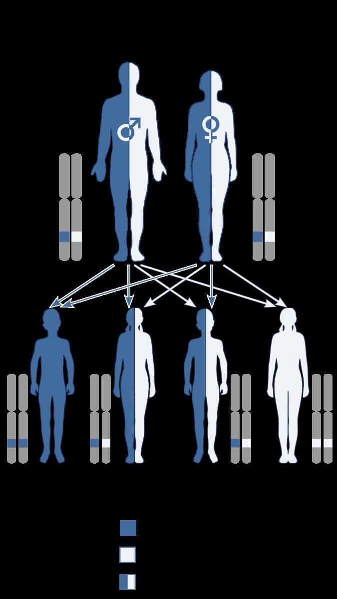 Ullrich Congenital Muscular Dystrophy Alchetron The Free Social Encyclopedia