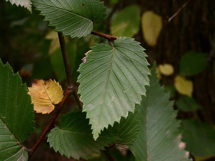 Ulmaceae Ulmus Ulmaceae image 11954 at PhytoImagessiuedu