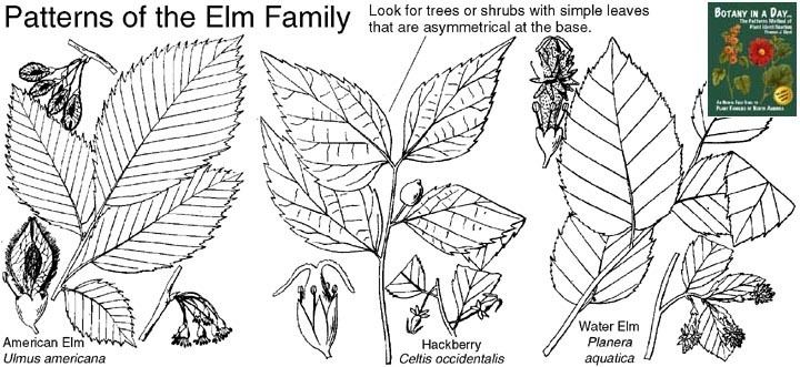 Ulmaceae Ulmaceae Elm Family Identify plants flowers shrubs and trees