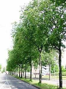 Ulmus × hollandica 'Bea Schwarz' httpsuploadwikimediaorgwikipediacommonsthu