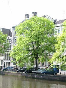 Ulmus × hollandica 'Belgica' httpsuploadwikimediaorgwikipediacommonsthu