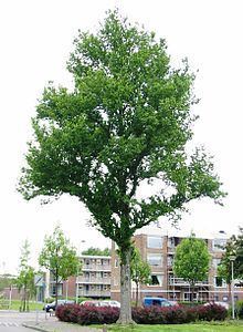 Ulmus × hollandica 'Dampieri' httpsuploadwikimediaorgwikipediacommonsthu