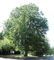 Ulmus × hollandica 'Major' httpsuploadwikimediaorgwikipediacommonsthu