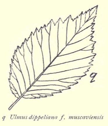 Ulmus × hollandica 'Muscaviensis'