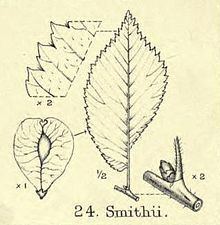 Ulmus × hollandica 'Smithii' httpsuploadwikimediaorgwikipediacommonsthu