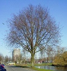Ulmus × hollandica 'Vegeta' (Huntingdon Elm) httpsuploadwikimediaorgwikipediacommonsthu
