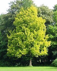Ulmus × hollandica 'Wredei' httpsuploadwikimediaorgwikipediacommonsthu
