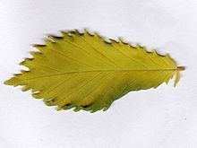 Ulmus × viminalis 'Aurea' httpsuploadwikimediaorgwikipediacommonsthu