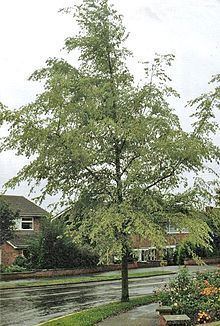 Ulmus × viminalis 'Pulverulenta' httpsuploadwikimediaorgwikipediacommonsthu