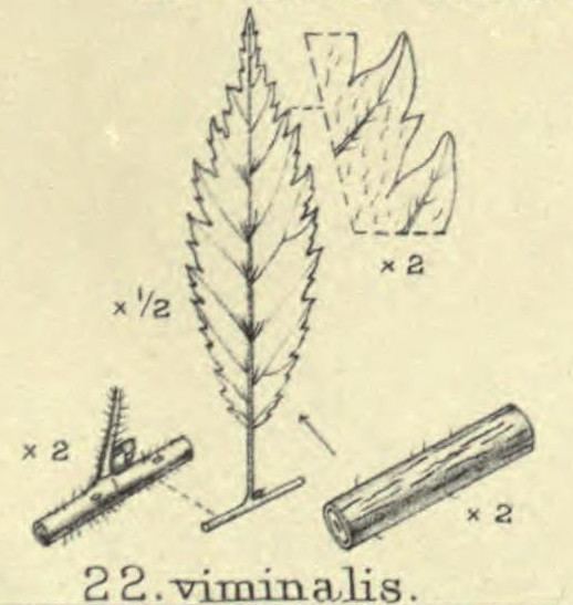 Ulmus × viminalis 'Viminalis'