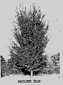 Ulmus americana 'Moline' httpsuploadwikimediaorgwikipediacommonsthu