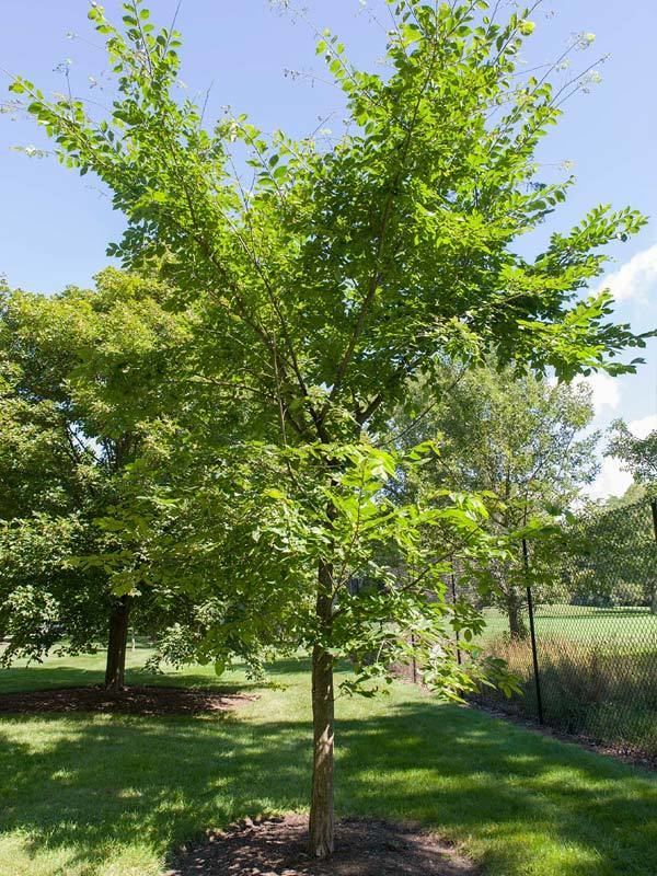 Ulmus americana 'Valley Forge' Valley Forge American Elm Chicago Botanic Garden