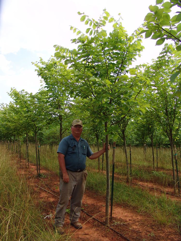 Ulmus americana 'Valley Forge' Valley Forge Elm