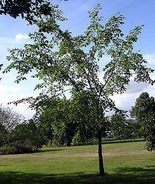 Ulmus castaneifolia httpsuploadwikimediaorgwikipediacommonsthu