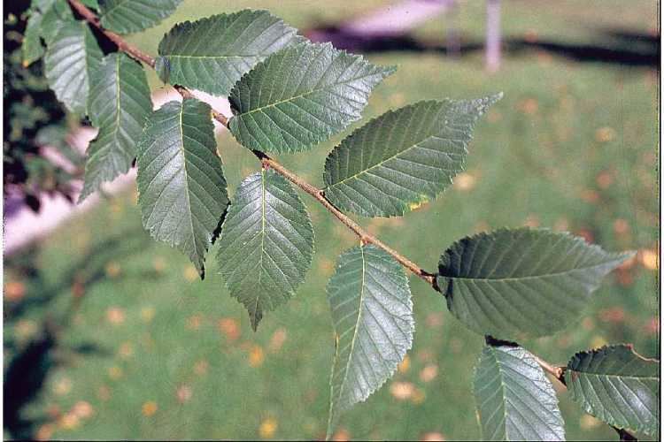 Ulmus davidiana Ulmus davidiana Planch Japanese elm