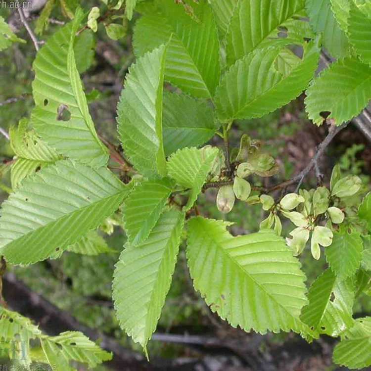 Ulmus davidiana var. japonica Ulmus davidiana var japonica Rehder Nakai